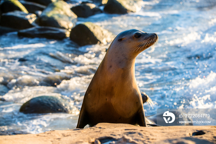 California Sea Lion, San Diego California