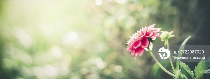 夏季自然背景，博凯有粉色花朵。花卉花园模板或横幅