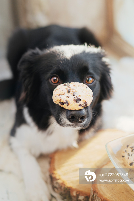 Border Collie dog keeps cookie on her nose