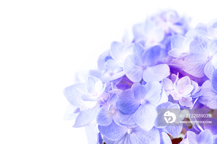 白色背景上的甜紫蓝色绣球花