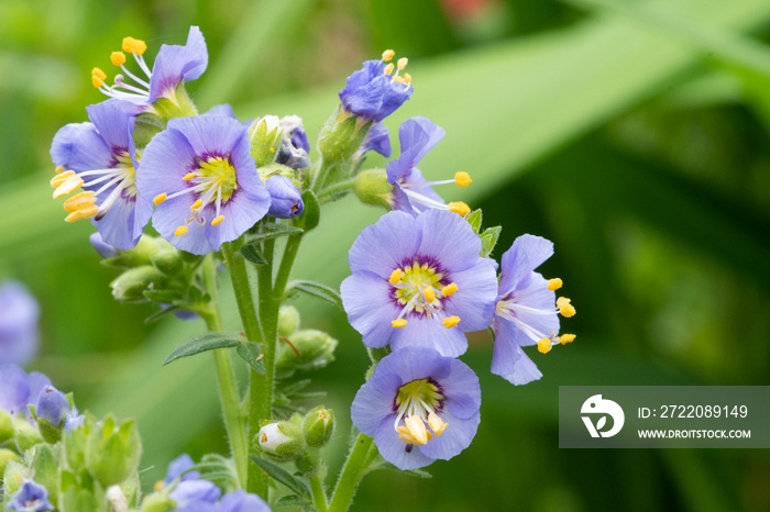 Northern Jacobs ladder (polemonium boreale)