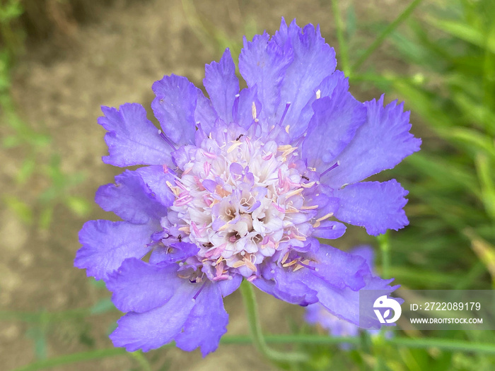 高加索枕形花（Lomelosia caucasica或Scabiosa caucasica）枕形花，高加索