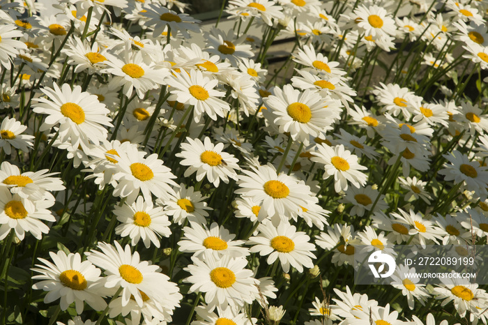 Shasta daisies blooming in park;  Ketchikan, Alaska