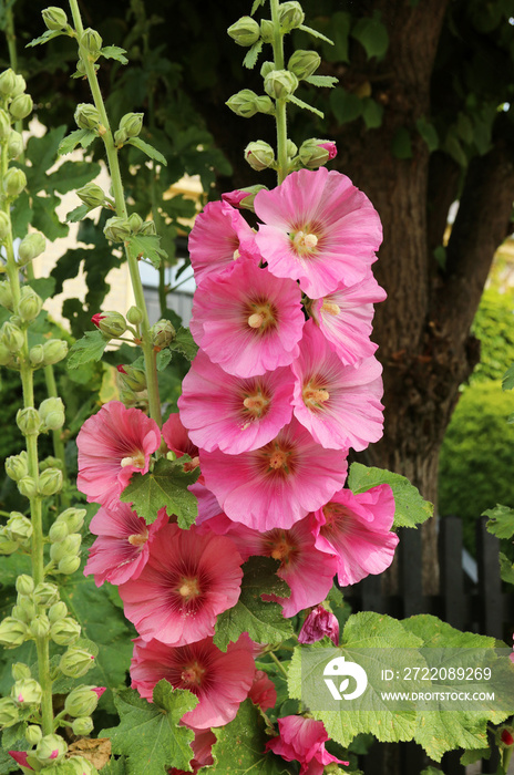 Common hollyhock (Alcea rosea) is an ornamental plant in the Malvaceae family.  Blooming pink plants