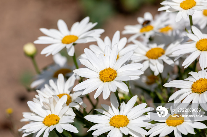 草地上的白花（Leucanthemum vulgare Lam.，牛眼雏菊，oxeye雏菊）