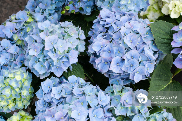 绣球花的蓝色头状花序