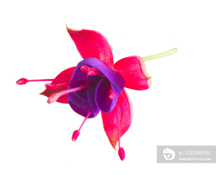 Fuchsia single flower isolated on white background