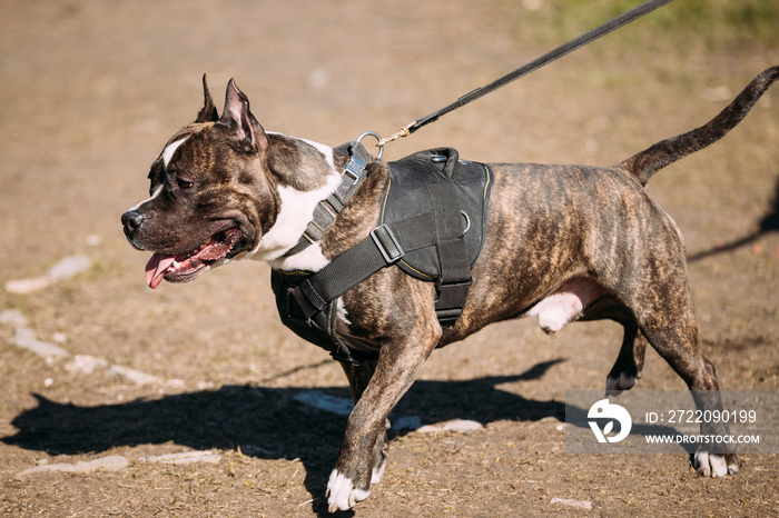 Dog American Staffordshire Terrier on Training Outdoor