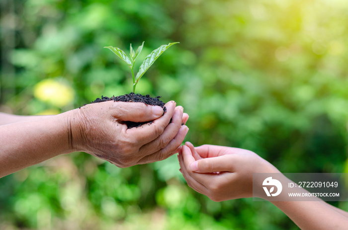 Adults Baby Hand tree environment Earth Day In the hands of trees growing seedlings. Bokeh green Bac