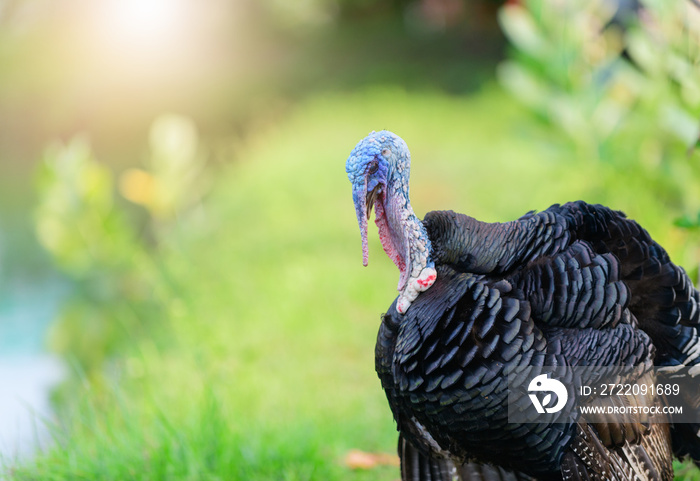 Portrait of black turkey on nature background.