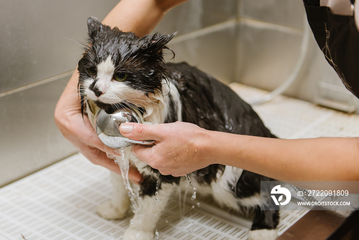 Professional cat grooming in the cabin