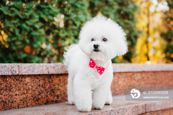 Bichon frize dog close up portrait. Autumn. Fall season