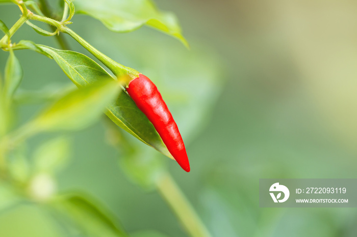 Close-up of nature red hot chili pepper on a tree with copy space.