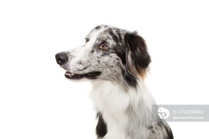 Portrait attentive merle border collie profile looking side. Isolated on white background.