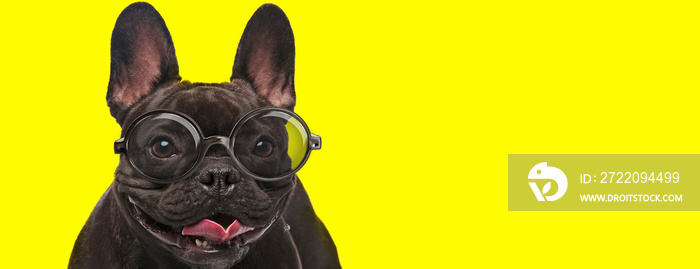 happy french bulldog puppy wearing glasses and panting