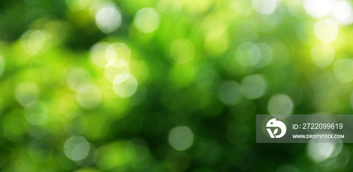 Abstract Nature Bokeh Background Green spring leaves blurred beautiful as green bokeh that blurs the