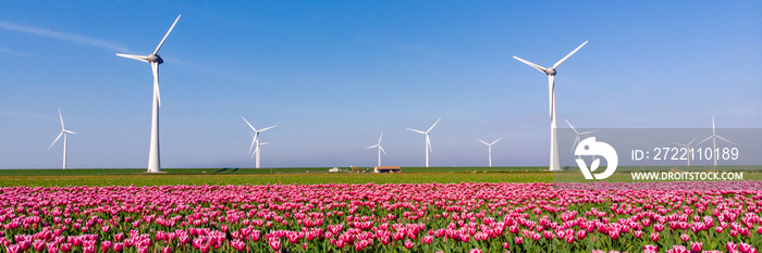 Windmill turbines at sea with colorful tulip fields seen from a drone view