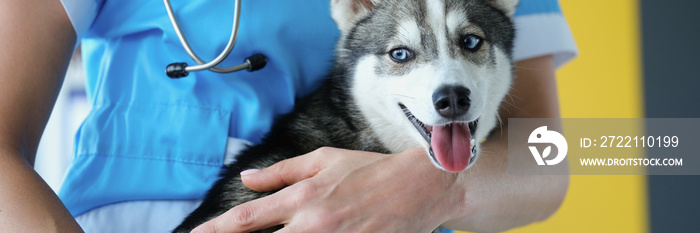 The veterinarian is holding a husky puppy, the dog is close-up