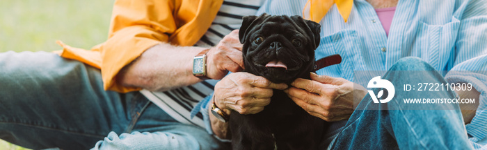 Panoramic crop of senior couple petting pug dog in park