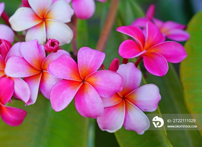 Fragrant blossoms of white and pink frangipani flowers, also called plumeria and melia