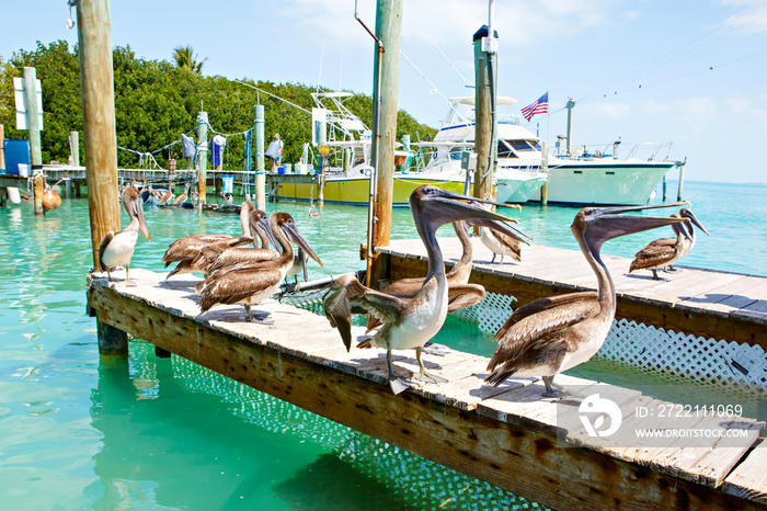 Big brown pelicans in Islamorada, Florida Keys