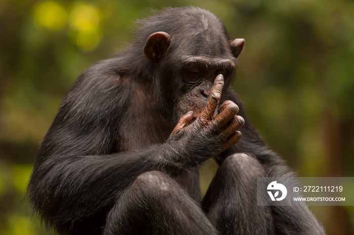 chimpanzee portrait posing like a thinking human