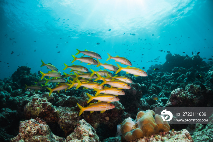 Schooling reef fish swimming among colorful reef in clear blue water, Maldives