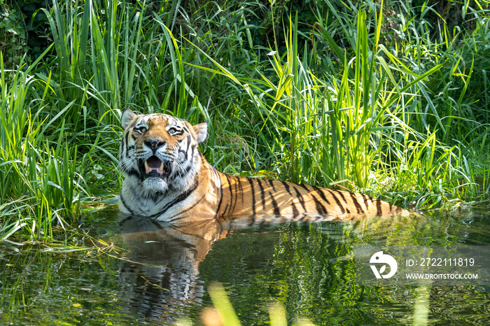 The Siberian tiger,Panthera tigris altaica in a park