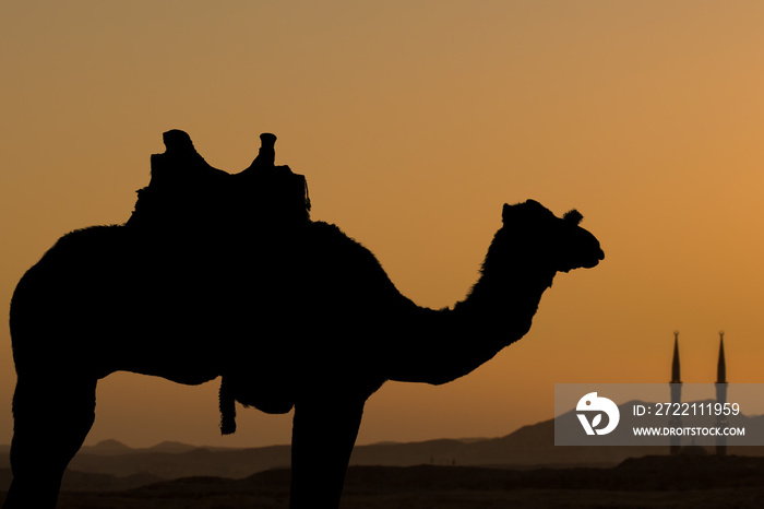 Silhouette dromedar camel on the background of the mountain of St. Moses, Egypt, Sinai