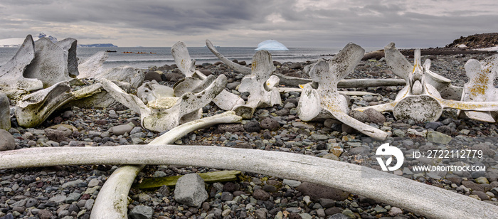 Whale bones