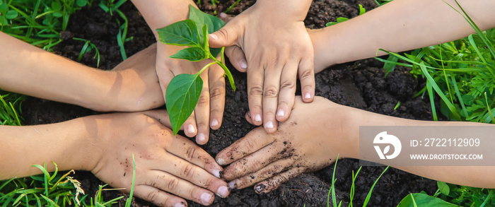 Children plant plants in the garden. Selective focus.