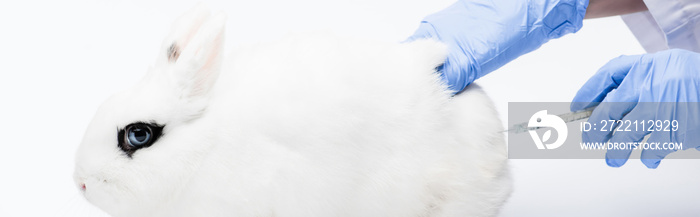 Cropped view of veterinarian doing injection to rabbit on white background, banner