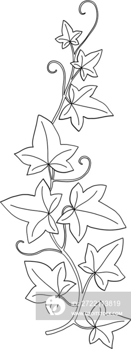 Simplicity ivy freehand drawing