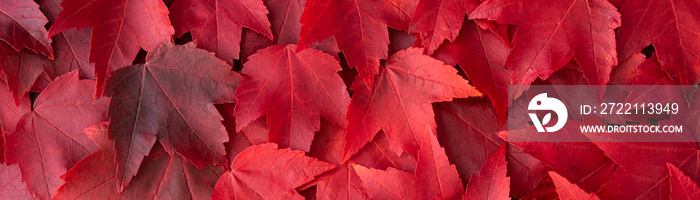 Fall color nature background, narrow border of red maple leaves