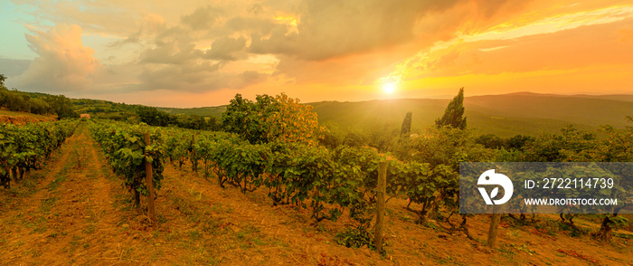 Wide panorama of terraced vineyards in winegrowing town Montalcino in Italian countryside and Tuscan-Emilian apennines. Heritage vineyards of Italy wine region. Tuscany region of Italy at sunset.