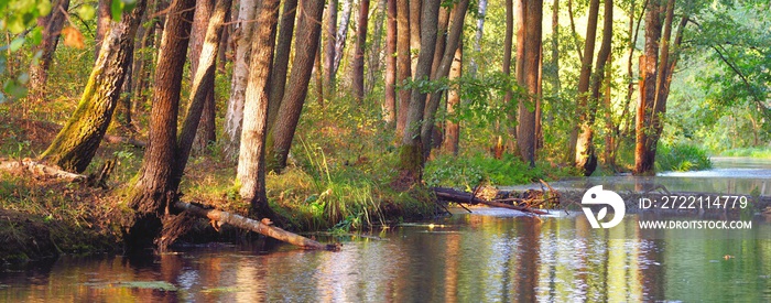 River with a beaver dam in a green deciduous forest at sunset, trees close-up, warm sunlight. Symmetry reflections on the water, natural mirror. Tranquil landscape. Environmental conservation theme