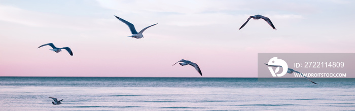 Large group flock of seagulls birds on sea lake water and flying in sky on summer sunset. Web banner header for website. Toned with retro vintage hipster cold filters. Outdoor nature fauna.