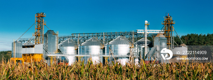 Modern Granary, Grain-drying Complex, Commercial Grain Or Seed Silos In Sunny Summer Rural Landscape. Corn Dryer Silos, Inland Grain Terminal, Grain Elevators Standing In A Field