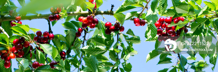 Cherries hanging on a cherry tree branch.