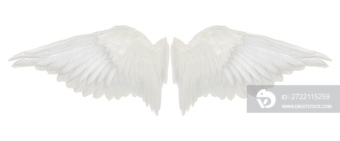 wings isolated on white background