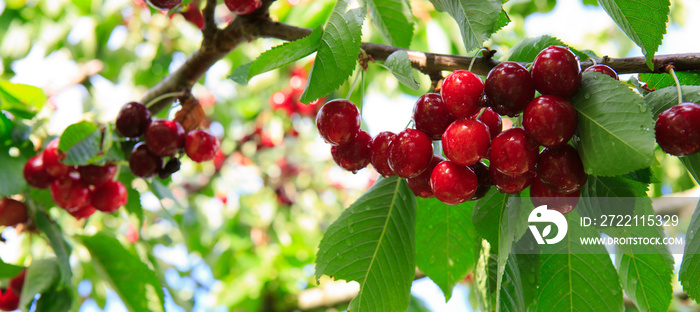 Red big Cherries hanging on a cherry tree branch.