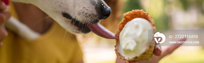 Horizontal image of jack russell terrier dog licking tasty ice cream