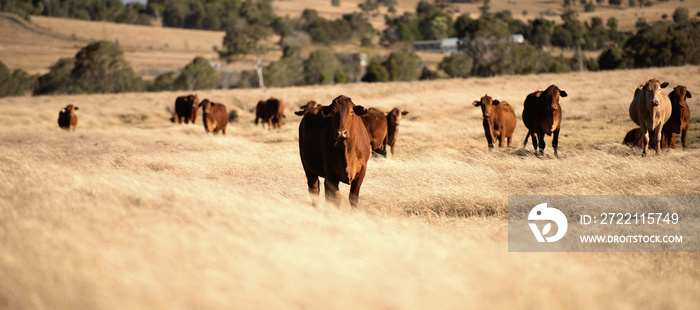 Cute cows in the countryside during the day.