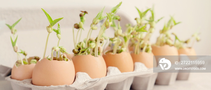 seedling plants in eggshells, eco gardening, montessori, education, reuse ,Eco green sustainable living concept, plastic free, zero waste concept