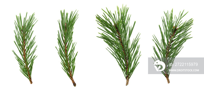 a set of spruce branches in isolation on a white background