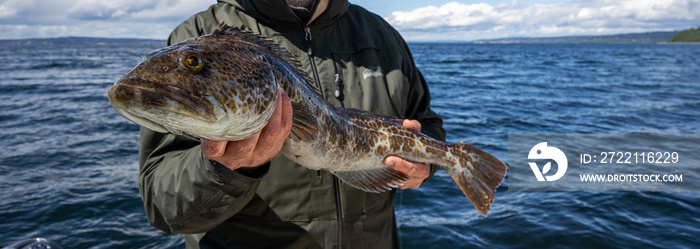 Keeper sized 31 inch Ling Cod caught in Area 10 of the Puget Sound in Washington State being held by a fisherman. Image is in panoramic format.