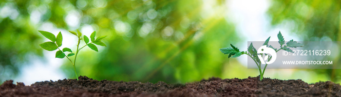 The plant grows in soil. Selective focus.