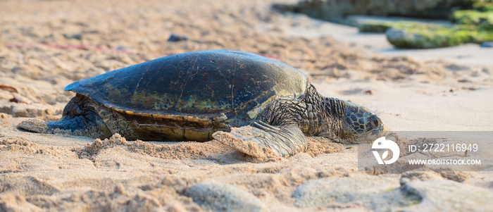 Hawaiian Green Sea Turtle