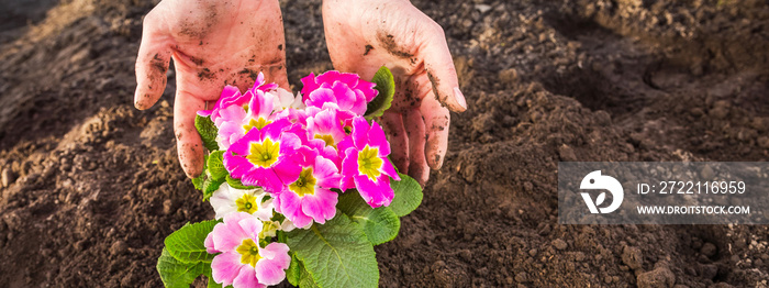 Gardeners hands planting flowers at back yard Gardening Tools on Soil Background. Spring Garden Works Concept
