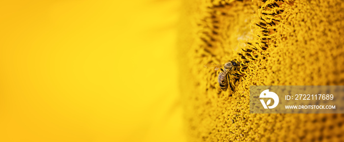 Bee collects nectar from a sunflower flower, banner photo